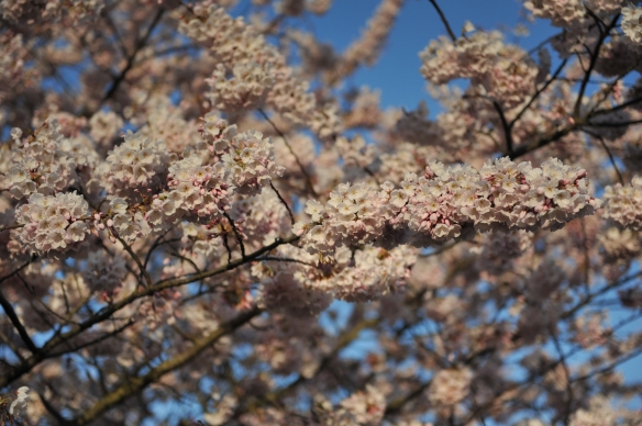 Cherry Blossoms, Portland